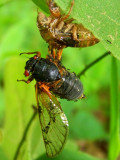 Recently Molted Cicada
