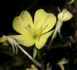 Common Evening Primrose