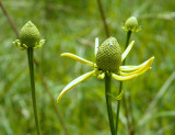 Gray-Headed Cone Flower