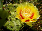 Prickly Pear