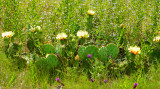 Prickly Pear Among Wildflowers
