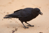 American Crow  (Corvus brachyrhynchos)