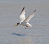 Little Tern  (Sterna albifrons)