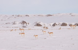 Pronghorn-snow-1163.jpg