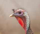 Wild-Turkey-2255.jpg