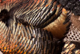 wild-turkey-1648.jpg