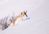 pronghorn-winter-1513.jpg