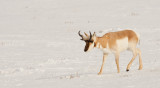 pronghorn_1194.jpg