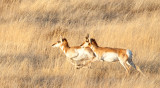 pronghorn_7450.jpg