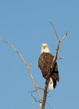 bald eagle_7774.jpg