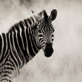 4th<br>Zebra<br>by FarsideMichael
