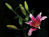1st Place<br>Tulip<br>By K