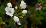 White Buds & Flower