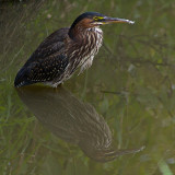 5th Place<br>Green Heron<br>by danferrin