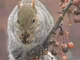 Out On A Limb