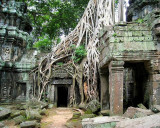 5th place *** Ta Prohm, Angkor, Cambodia by Traveller
