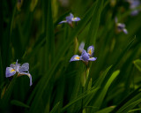 Irises