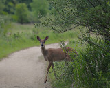 - 3rd Place -<br>Deer