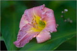 Tree Frog in Daylily