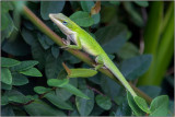 Anole