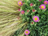 Flowers and grass