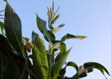 The corn is as high as an elephants eye, An it looks like its climbin clear up to the sky