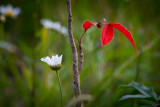 lone red