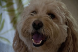 Happy Birthday, Kona!