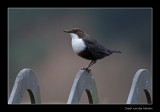 0931 dipper