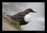 1106 dipper