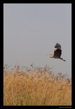 2391 flying grey heron