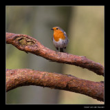 0437 robin