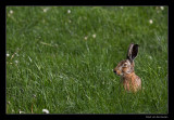 4513 hare
