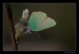 1228 green hairstreak