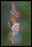 5419 common blue on dock