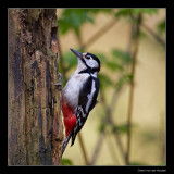 0483 great spotted woodpecker