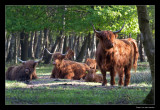 5172 highland cows