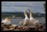 5814 gannets on chapel