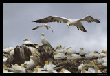 6213 landing gannet on Bass Rock