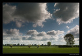 0794 Dutch landscape with pollarded willows in springtime