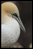 7453 s-shaped gannet