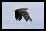 5554 white tailed eagle