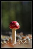 8916 fly agaric