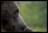 0140 brown bear (C)