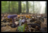 1347 amethyst deceiver in beech forest