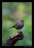 3633 dunnock