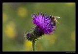 5077 bee on thistle