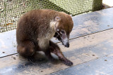 A White-nosed Coati joins us