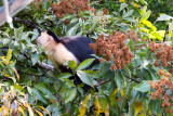We stop by an island inhabited by White-faced Capuchin Monkeys