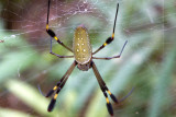 A Golden Orb Spider